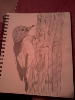 Drawings: Bird on Tree