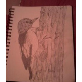 Drawings: Bird on Tree