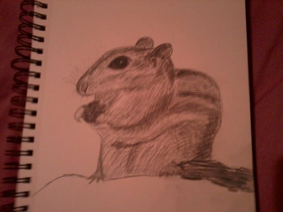 Drawings: Chipmunk
