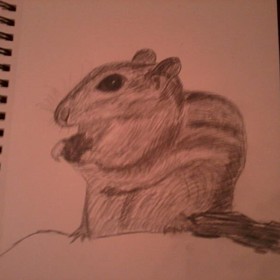 Drawings: Chipmunk